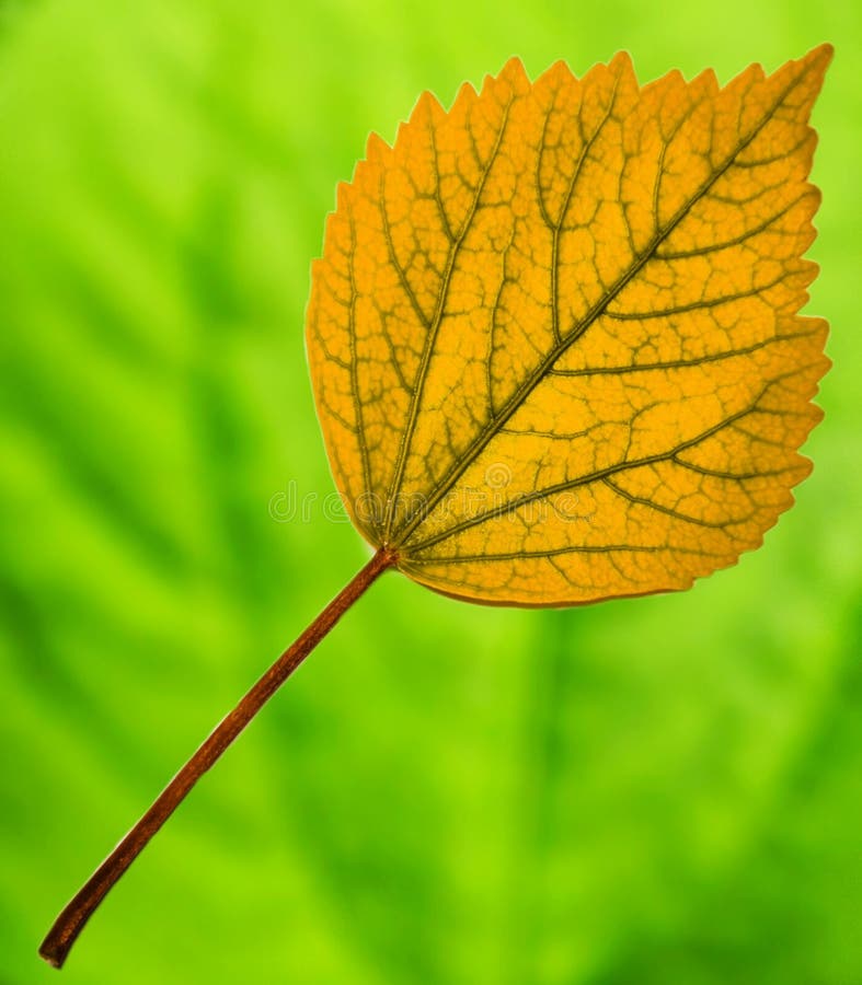 One Red China Rose in a Tree . Stock Photo Image of outdoor, leaves