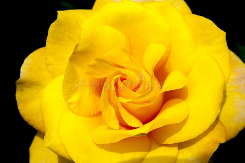 Yellow China Rose Rosa Chinensis Jacq Stock Image Image of yellow