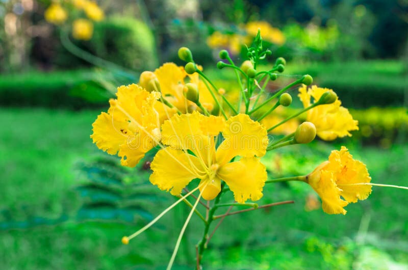 Yellow chinese rose stock image. Image of blossom, beautiful 79630053