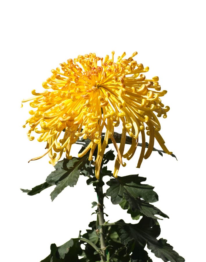 Yellow Chrysanthemum stock photo. Image of asian, background 15661132