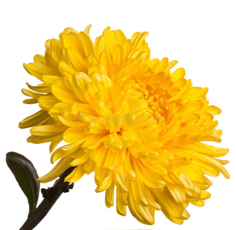 Yellow chrysanthemum stock image. Image of fresh, chrysanthemums 21538655
