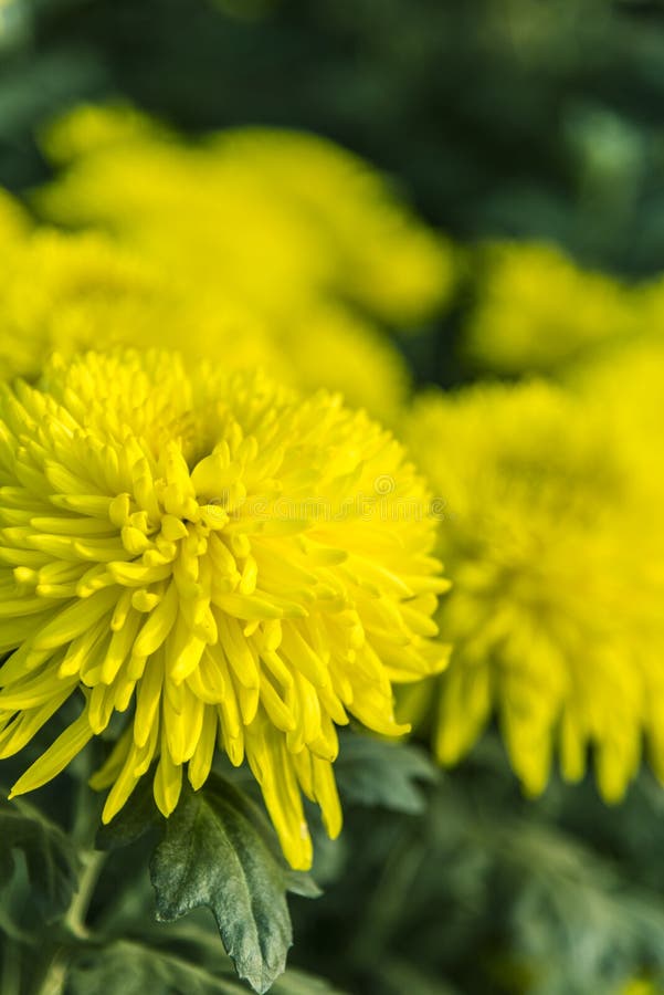 Yellow chrysanthemum stock image. Image of chrysanthemum 63298135