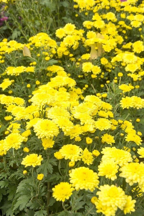 Yellow chrysanthemum stock image. Image of autumn, website 83643695