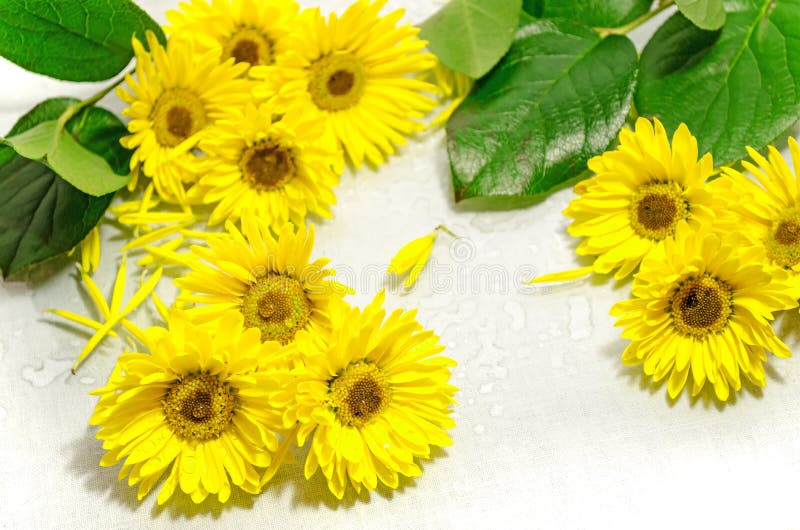 Yellow chrysanthemum stock image. Image of stamen, chrysanthemum 35331553