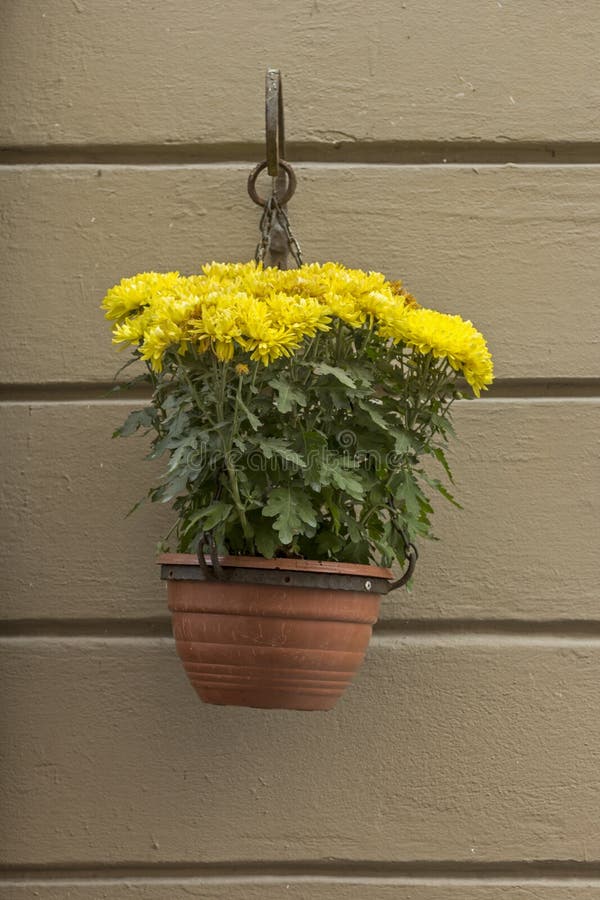 Yellow Chrysanthemum stock image. Image of color, garden 60679997