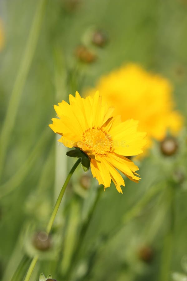 Yellow Chrysanthemum Flower in Japan Stock Image Image of fresh