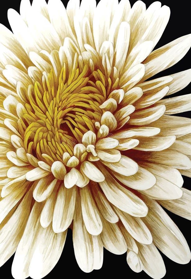 Yellow Chrysanthemum Flower, Large Chrysanthemum Flower Isolated on