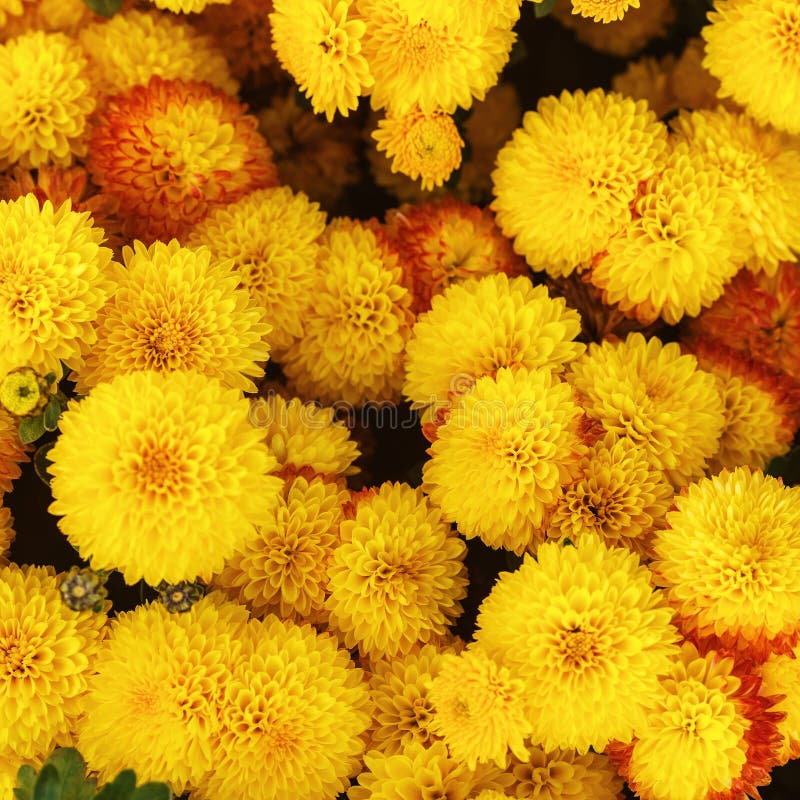 Yellow Chrysanthemum Flowers Stock Photo Image of garden, blooming