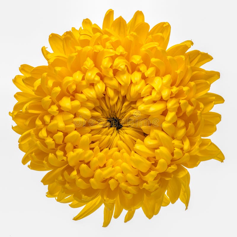 Natural Background Of One Blooming Large Yellow Flower Of Chrysanthemum