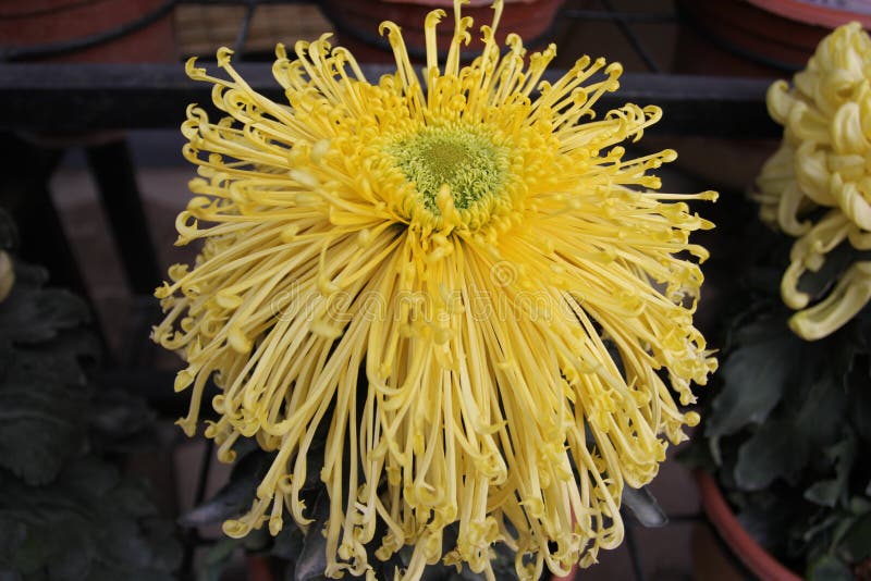 Yellow chrysanthemum stock photo. Image of chrysanthemum 53504552