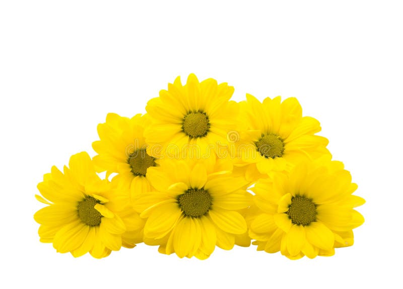 Yellow Chrysanthemum