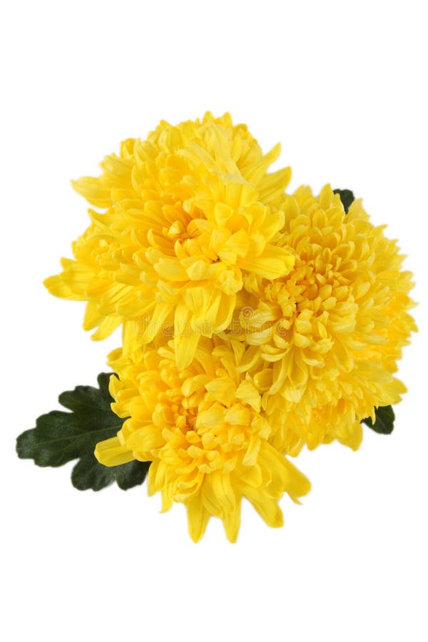 Yellow chrysanthemums stock image. Image of bouquet, plain 14038951