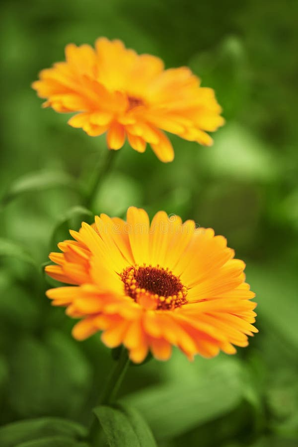 Yellow chrysanthemums stock image. Image of grass, chrysanthemum 25743147