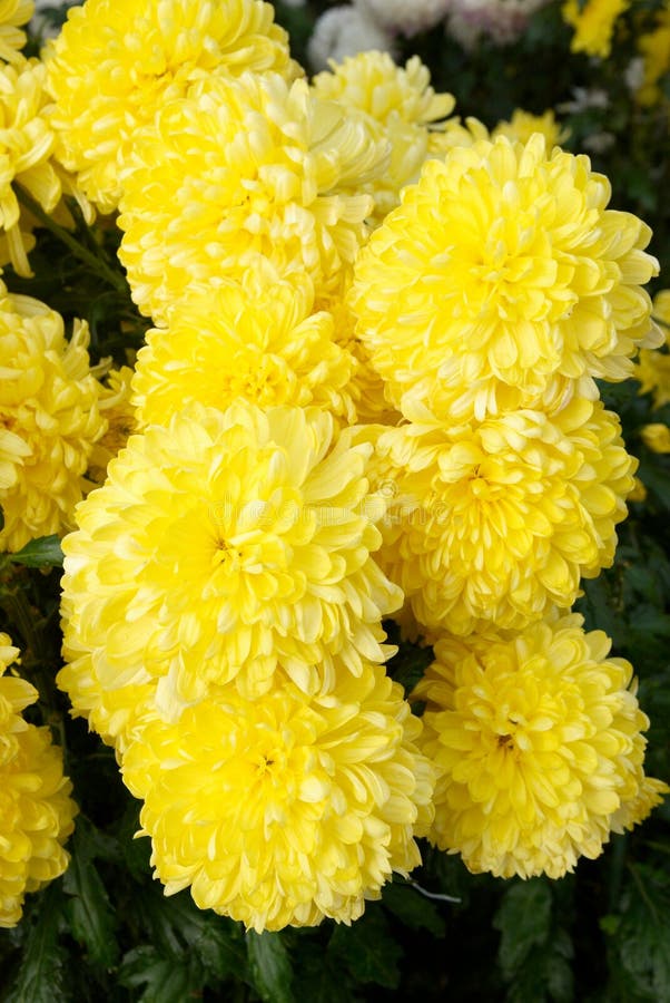 Yellow chrysanthemums. stock image. Image of beauty, bouquet 7411055