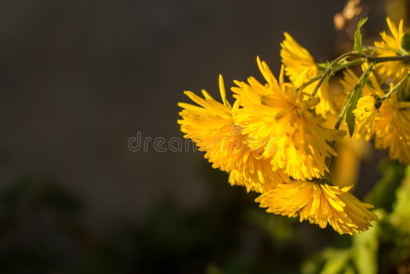 Yellow chrysanthemums flowers for your background. royalty free stock photos Yellow chrysanthemums flowers for your background. royalty free stock photos
