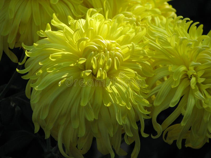 3 D Yellow Chrysanthemums On Concept Green Tree Stock Illustration