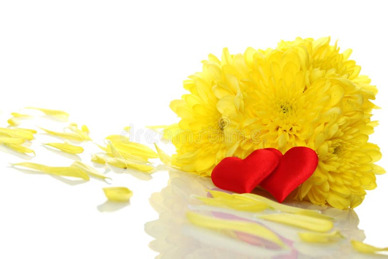 Yellow chrysanthemums with two red hearts