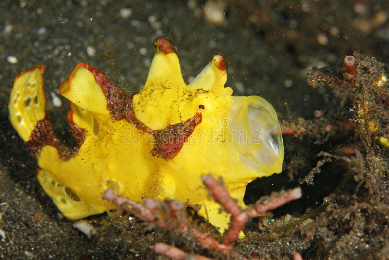 Yellow Clown frogfish