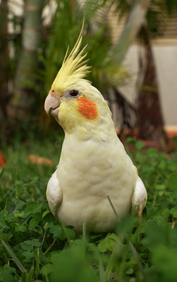 Yellow Cockatiel Head Across Stock Image Image of domestic, profile