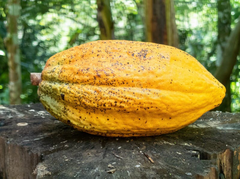 Yellow Cocoa Fruit Isolated. Brazilian Tropical Fruit Stock Image