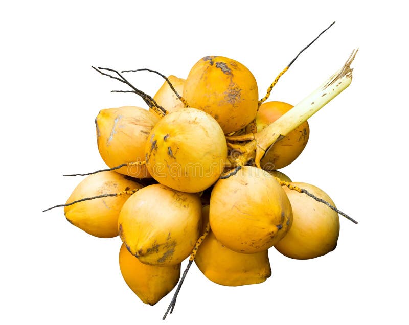Yellow coconut king stock photo. Image of branch, growth 98003158