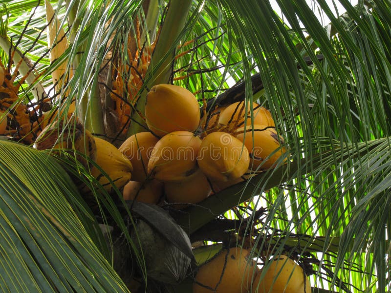 Yellow Coconut Palm Tree, in the Province of Limon, Costa Rica Stock ...