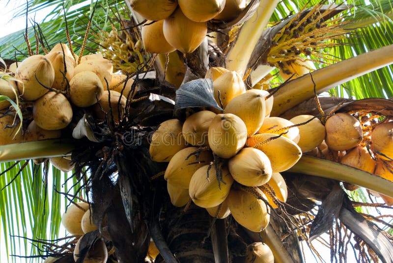 Yellow coconut at tree stock image. Image of banana, backdrop 34361637