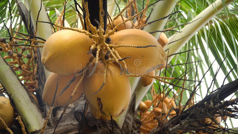 Coconut Tree with Coconuts. Stock Image - Image of garden, flora: 108267763