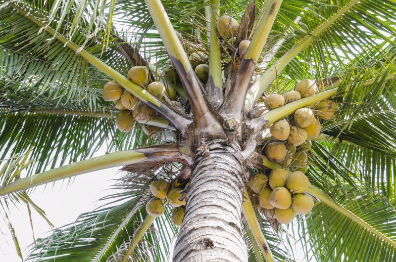 Yellow coconut stock image. Image of leaf, agriculture 34725379