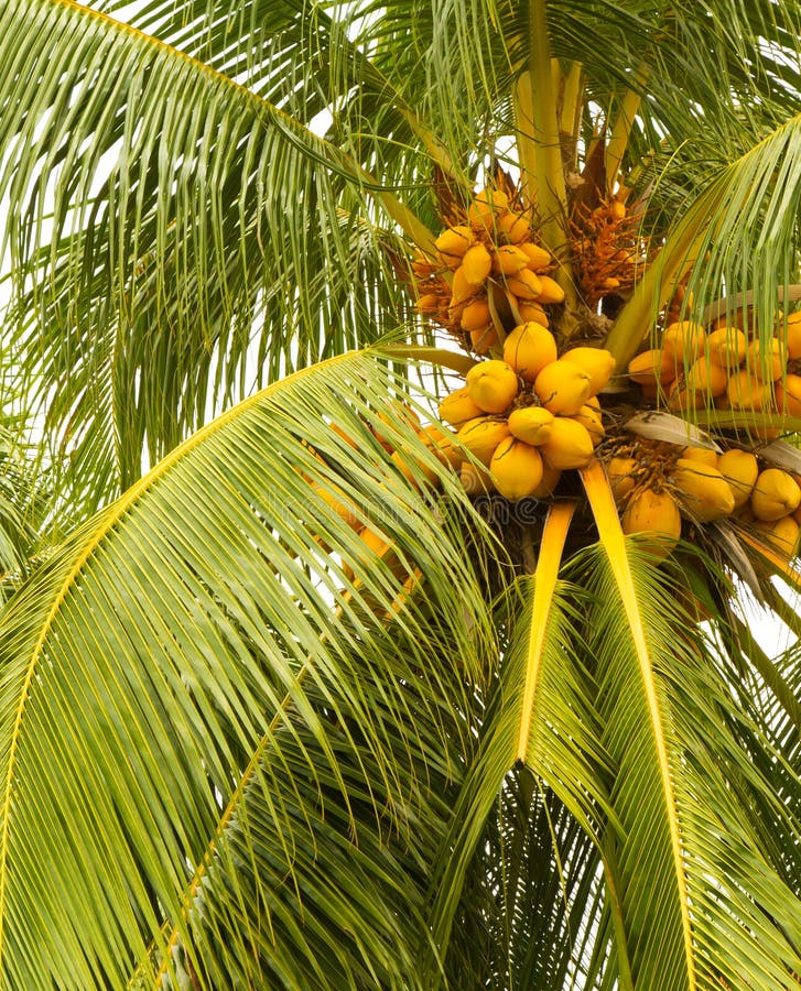 Yellow Coconuts stock photo. Image of tree, colors, wild 14882992
