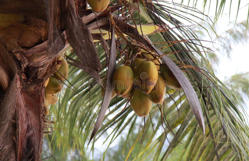 Yellow Coconuts on a Coconut Tree Stock Photo Image of fruits, tree