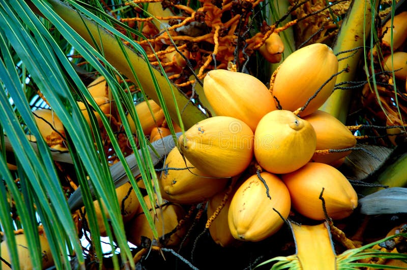 Yellow coconuts stock image. Image of frawns, yellow - 86458291