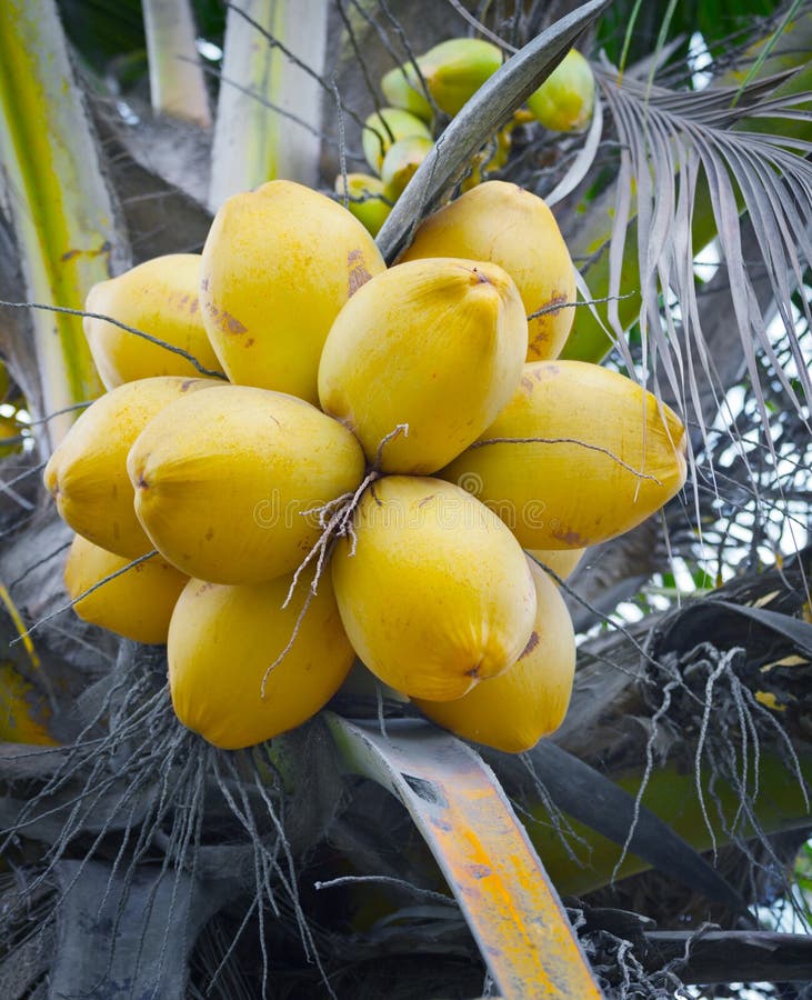 Yellow Coconuts On The Palm Stock Photo Image of close, growing 37241062