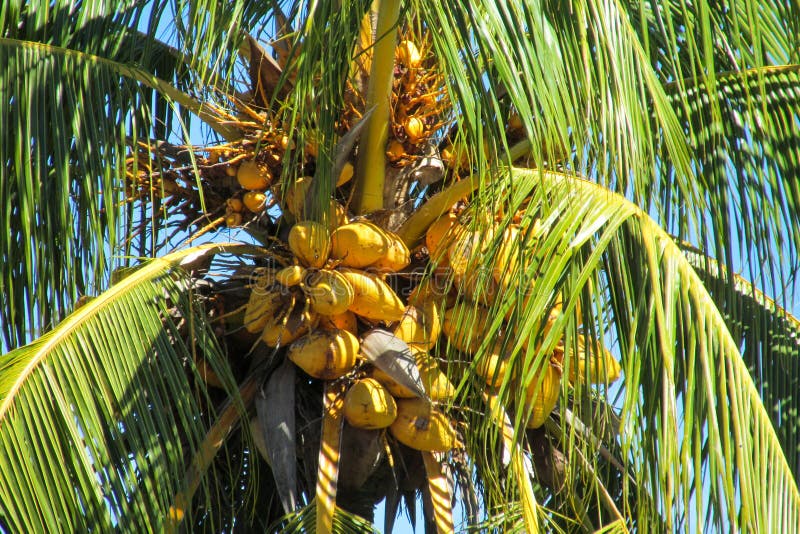 Yellow coconuts on palm stock photo. Image of fruit, malaysia 83084682