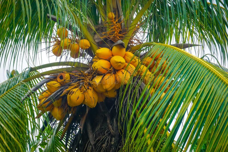 Yellow Coconuts on a Palm Tree among the Leaves Stock Photo - Image of ...