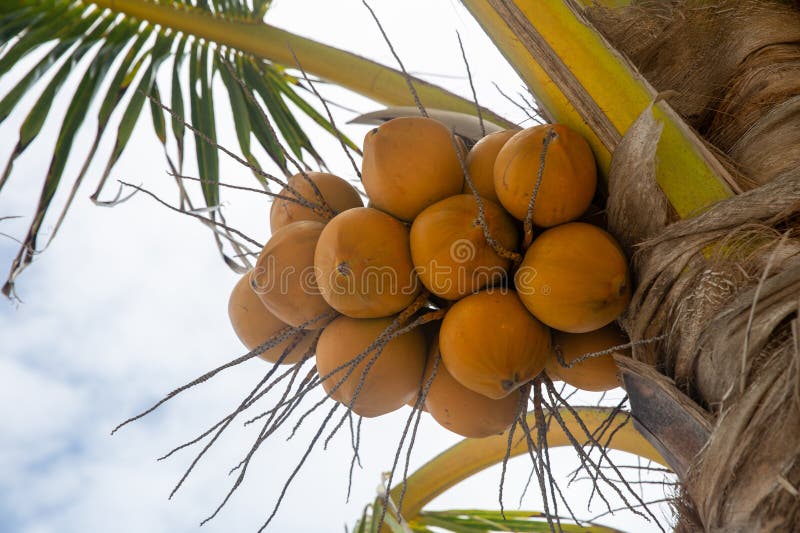 Yellow Coconuts on a Tree ready to be gathered