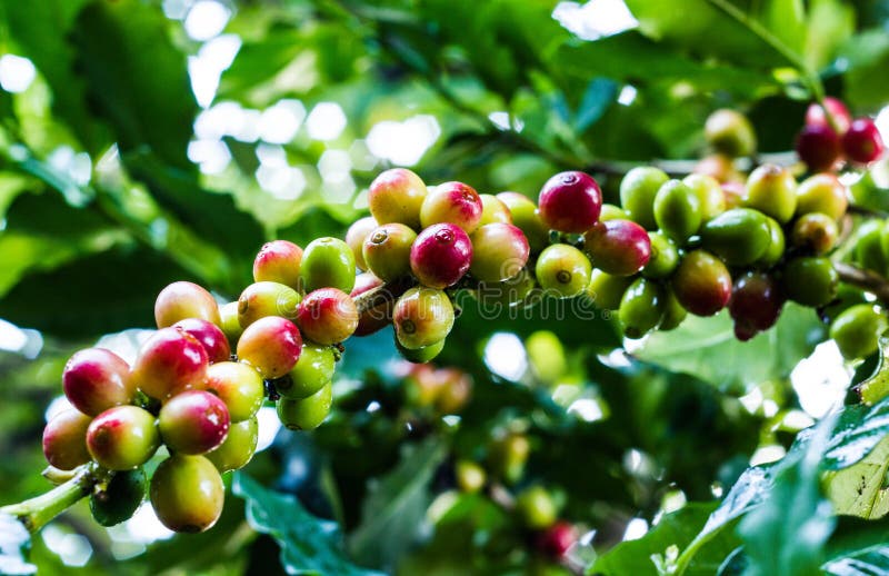 Yellow Coffee Bean on Coffee Tree Stock Photo Image of plantation