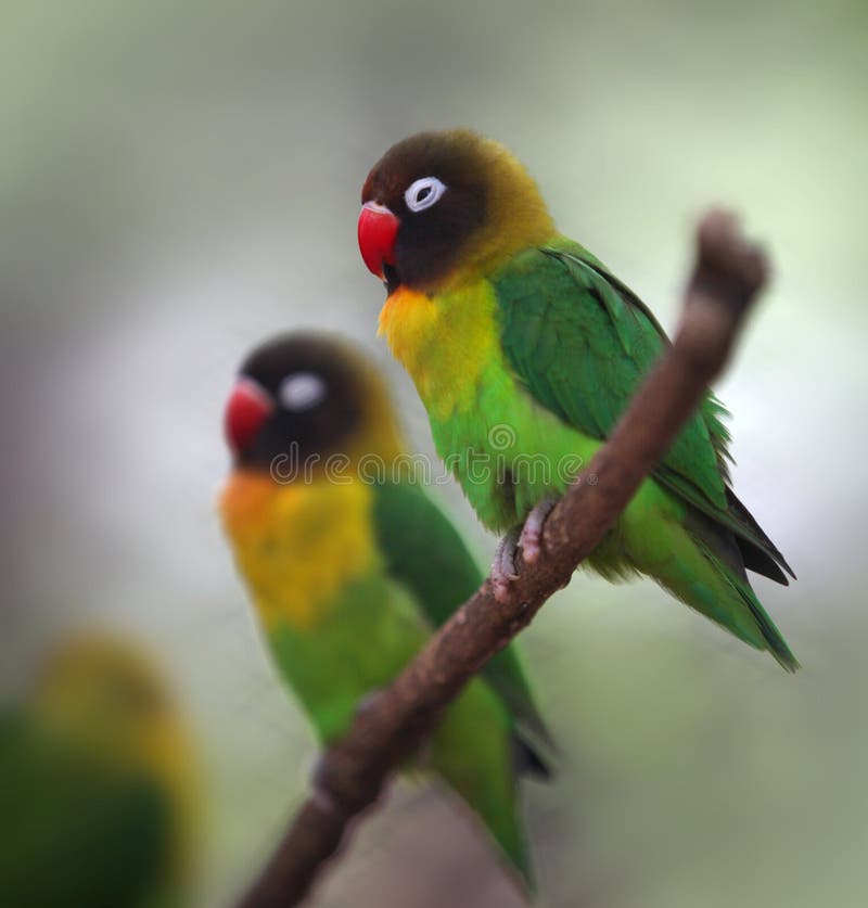 36,793 Love Birds Stock Photos - Free & Royalty-Free Stock Photos from Dreamstime 36,793 Love Birds Stock Photos - Free & Royalty-Free Stock Photos from Dreamstime