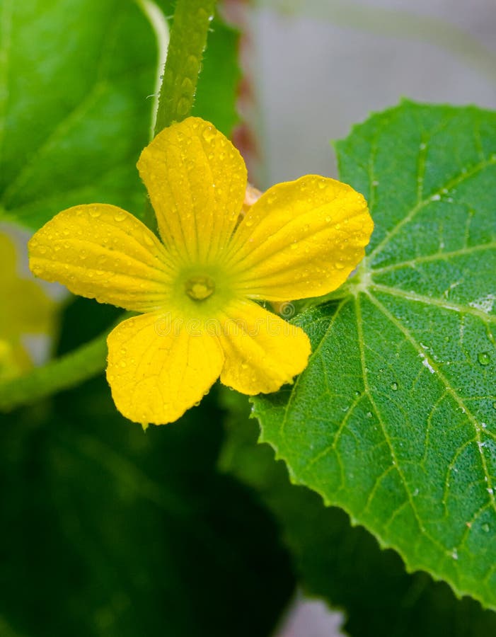 Yellow Color of Melon Flower with Rain Drop Stock Image Image of