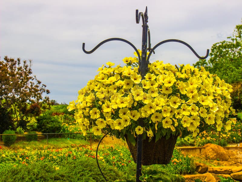 Yellow Colored Bell Flowers in Basket Stock Image Image of bloom