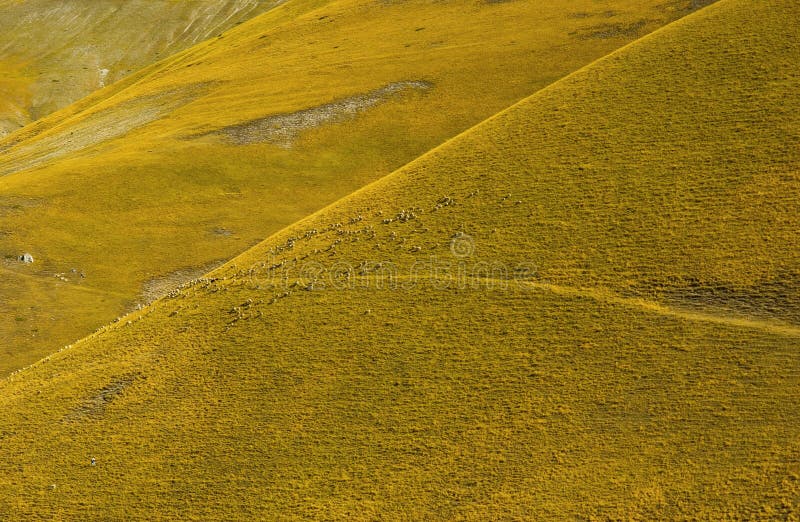 Yellow colored dry hill with sheep.