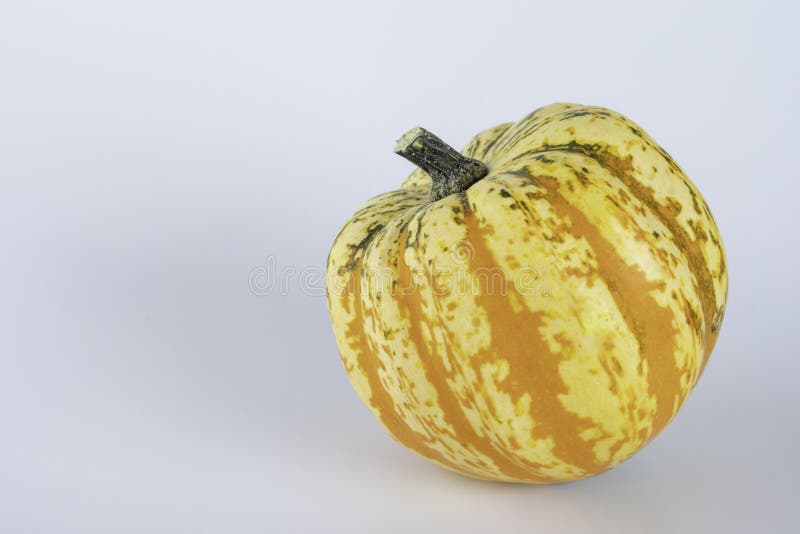 Yellow Colored Pumpkins on a White Background Stock Photo Image of