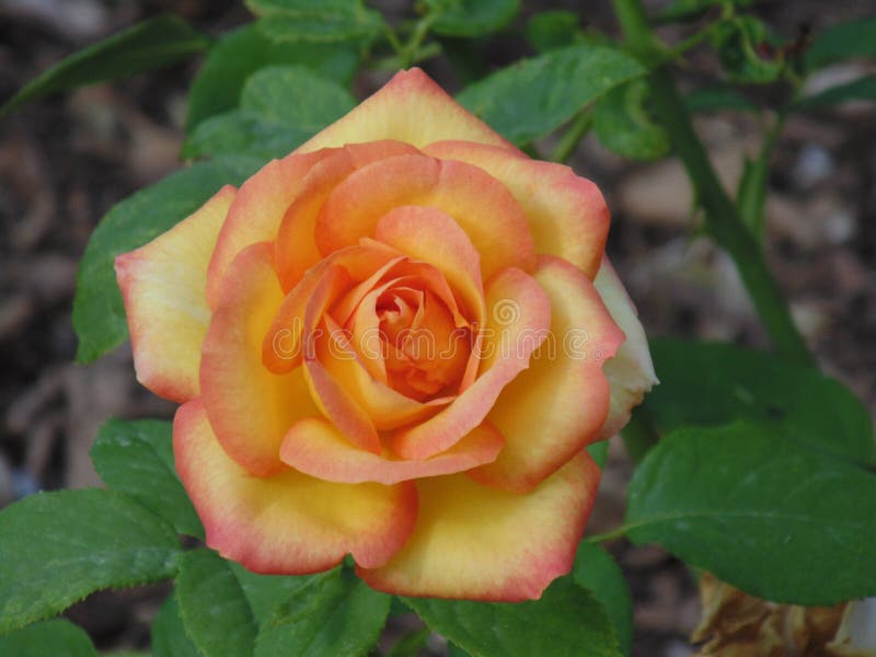 A Yellow Rose of Friendship Stock Image - Image of orange, friendship ...