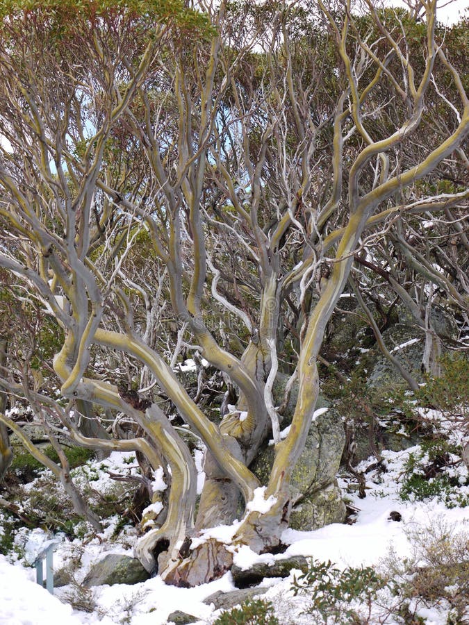 The yellow colors of a tree in the Australian mountains