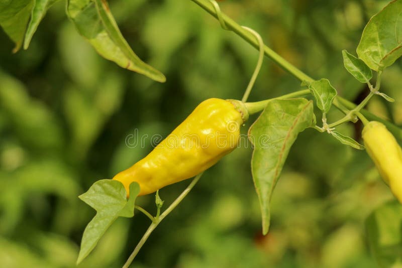 Yellow colour chillies or chilli peppers growing on the plant. C