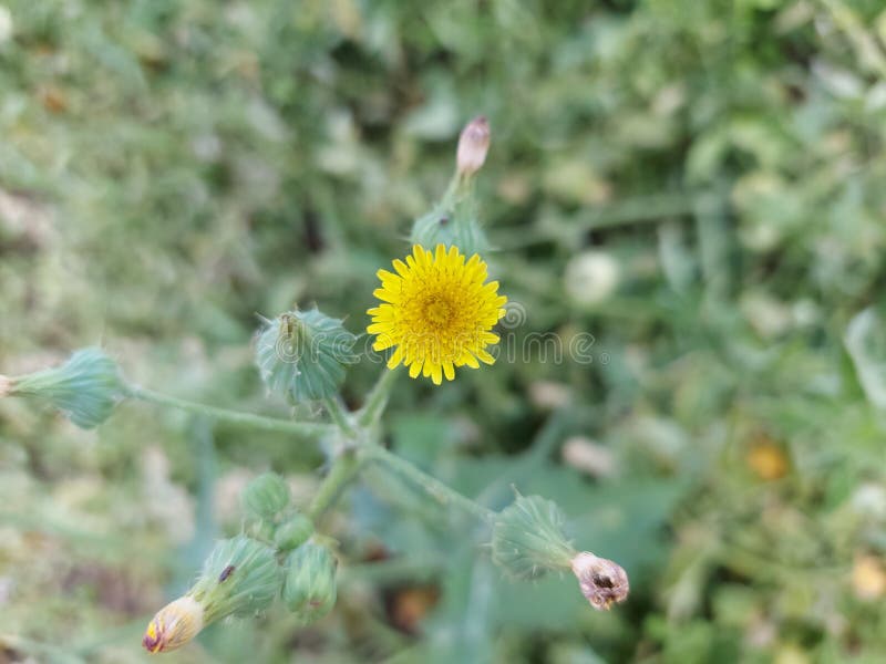 Yellow colour Flower stock photo. Image of herb, flower 217440828