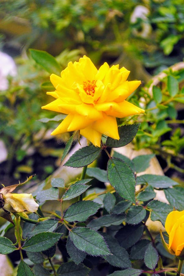 Yellow colour flower stock photo. Image of green, flower 139518952