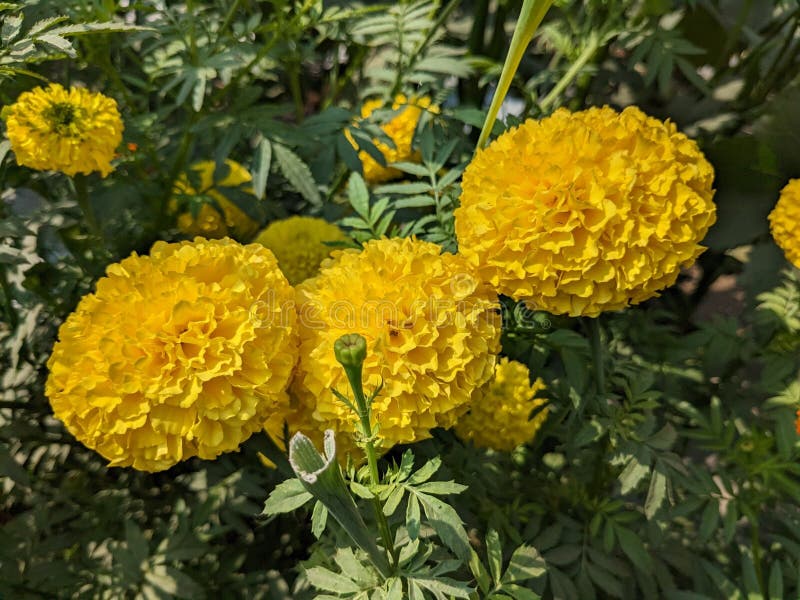 Yellow colour flower Zendu stock photo. Image of field 269757368