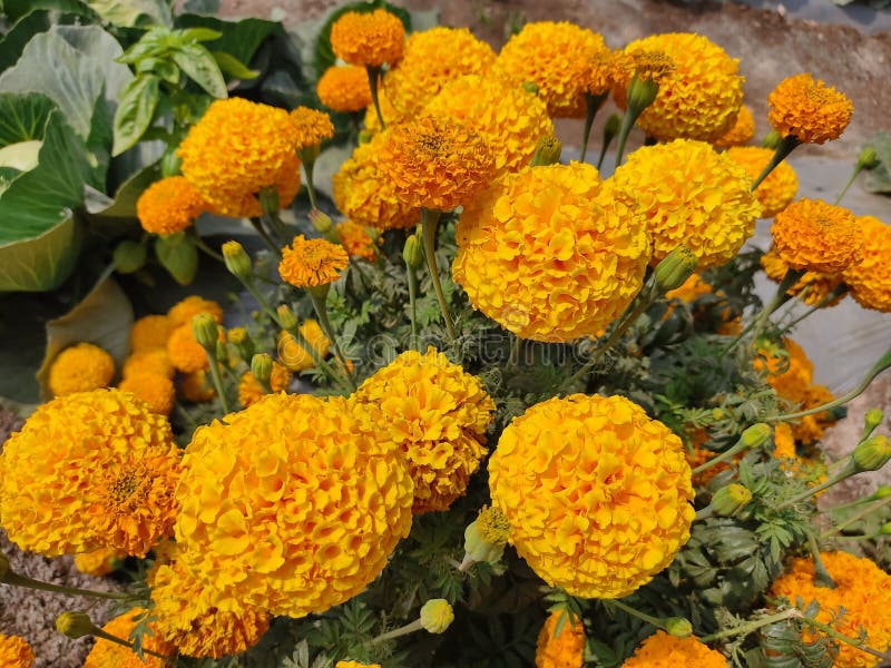 Yellow colour flower Zendu stock photo. Image of garden 269758392