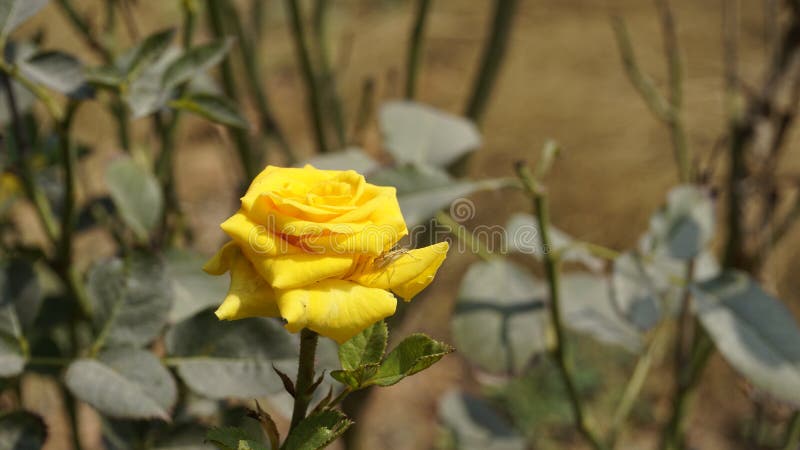 Yellow Colour Rose Flower Bloom from Farm in a Garden. Hosur Near ...